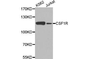 Western blot analysis of extracts of various cell lines, using CSF1R antibody (ABIN5971549) at 1/500 dilution. (CSF1R Antikörper)