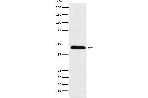 Western blot analysis of CDC123 expression in HeLa cell lysate.