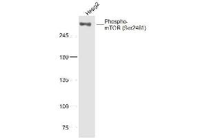 HepG2 lysates probed with mTOR (Ser2481) Polyclonal Antibody, Unconjugated  at 1:300 dilution and 4˚C overnight incubation. (MTOR Antikörper  (pSer2481))