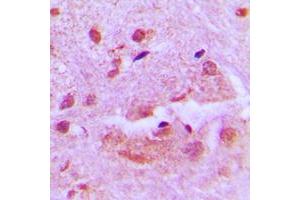 Immunohistochemical analysis of SHARP1 staining in human brain formalin fixed paraffin embedded tissue section. (BHLHE41 Antikörper  (N-Term))