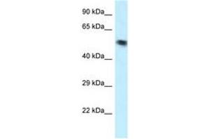 Image no. 1 for anti-Vacuolar Protein Sorting 4 Homolog B (vps4b) (AA 70-119) antibody (ABIN6747629) (VPS4B Antikörper  (AA 70-119))