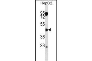 Western blot analysis in HepG2 cell line lysates (35ug/lane). (CLMP Antikörper  (AA 81-110))