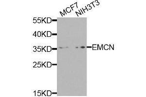 Western blot analysis of extracts of various cells, using EMCN antibody.