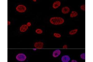 Confocal immunofluorescence analysis of U2OS cells using ALYREF Polyclonal Antibody at dilution of 1:100. (THO Complex 4 Antikörper)