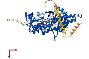 SQLE Protein (AA 1-572) (His tag)