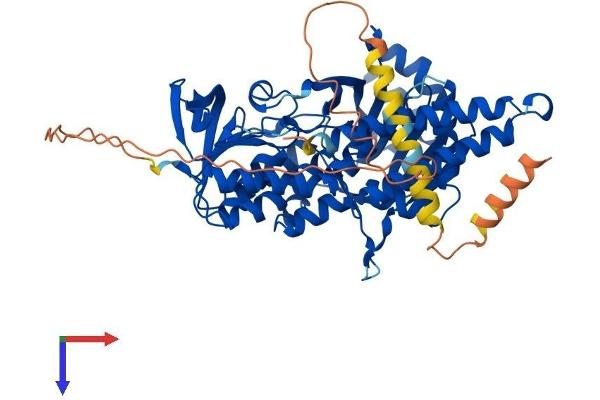 SQLE Protein (AA 1-572) (His tag)