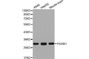 Western blot analysis of extracts of various cell lines, using PGAM1 antibody.