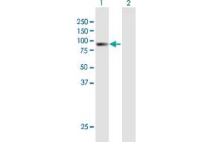 Western Blot analysis of ARHGAP9 expression in transfected 293T cell line by ARHGAP9 MaxPab polyclonal antibody.