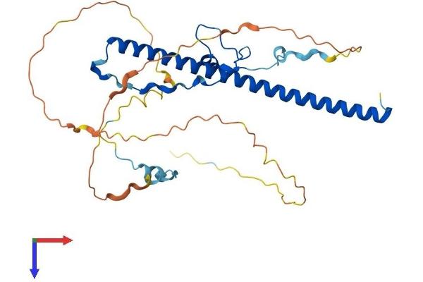 DBP Protein (AA 1-325) (His tag)