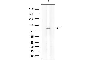 Western blot analysis of lysates from Mouse testis, using SGK1 Mouse Monoclonal Antibody at 1/1000 dilution.