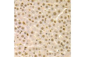 Immunohistochemistry of paraffin-embedded rat liver using SFN Antibody. (14-3-3 sigma/SFN Antikörper  (AA 1-248))