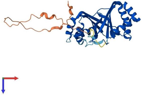 NIPSNAP1 Protein (AA 1-284) (His tag)