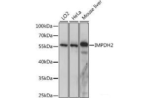 Western blot analysis of extracts of various cell lines using IMPDH2 Polyclonal Antibody at dilution of 1:1000. (IMPDH2 Antikörper)
