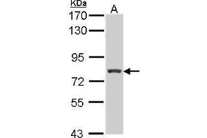 WB Image Sample (30 ug of whole cell lysate) A: Hep G2 , 7. (RFX3 Antikörper  (Internal Region))