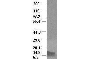Western Blotting (WB) image for anti-Bone Morphogenetic Protein 4 (BMP4) (AA 293-408) antibody (ABIN1491347) (BMP4 Antikörper  (AA 293-408))