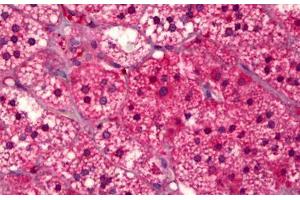 Anti-GPR91 antibody IHC staining of human adrenal cortex. (SUCNR1 Antikörper  (AA 100-149))