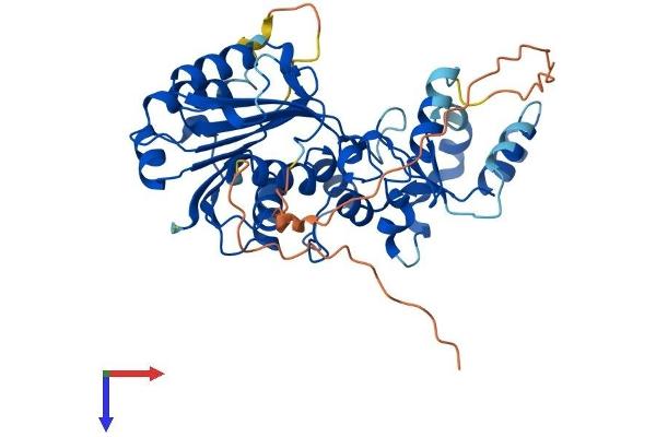 Dnmt2 Protein (AA 1-415) (His tag)