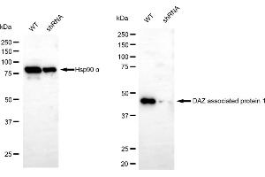 Western blotting analysis using DAZ associated protein 1 antibody (ABIN7798275). (Rekombinanter DAZAP1 Antikörper)