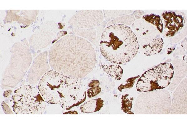 Myotilin Antikörper  (C-Term)