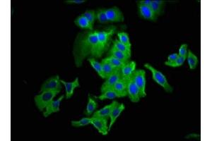 Immunofluorescence staining of HepG2 cells with ABIN7147911 at 1:133, counter-stained with DAPI. (Claudin 6 Antikörper  (AA 182-220))