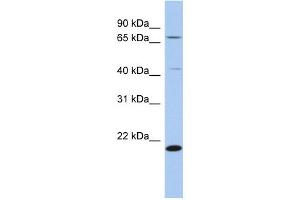 WB Suggested Anti-AMD1 Antibody Titration: 0.