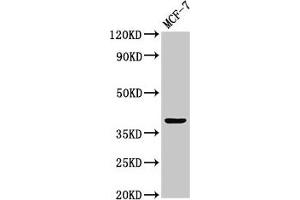 Western Blot Positive WB detected in: MCF-7 whole cell lysate All lanes: ATOH1 antibody at 3. (ATOH1 Antikörper  (AA 1-354))