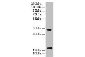 Western Blot All lanes: TMEM91 antibody at 16 μg/mL + A549 whole cell lysate Secondary Goat polyclonal to rabbit IgG at 1/10000 dilution Predicted band size: 19, 16, 14, 15 kDa Observed band size: 19, 34 kDa