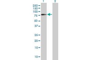 Western Blot analysis of HHLA2 expression in transfected 293T cell line by HHLA2 MaxPab polyclonal antibody. (HHLA2 Antikörper  (AA 1-414))