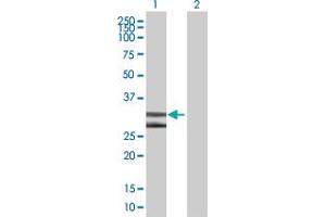 Western Blot analysis of DNALI1 expression in transfected 293T cell line by DNALI1 MaxPab polyclonal antibody. (DNALI1 Antikörper  (AA 1-258))
