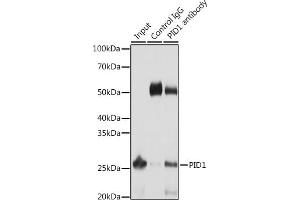 Immunoprecipitation analysis of 25 μg extracts of Mouse liver cells using 3 μg PID1 antibody (ABIN6133302, ABIN6145610, ABIN6145611 and ABIN6217139). (PID1 Antikörper  (AA 124-248))