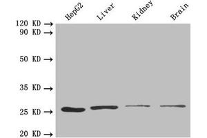 Western blot All lanes: PSMA7 antibody at 1. (PSMA7 Antikörper  (AA 5-232))