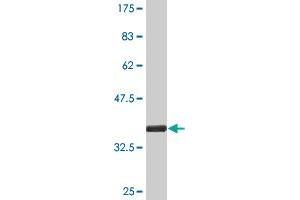 Western Blot detection against Immunogen (35. (SUB1 Antikörper  (AA 32-124))