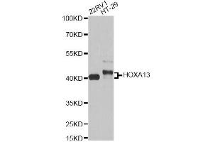 Western blot analysis of extracts of various cell lines, using HOXA13 antibody (ABIN6290491) at 1:1000 dilution. (HOXA13 Antikörper)