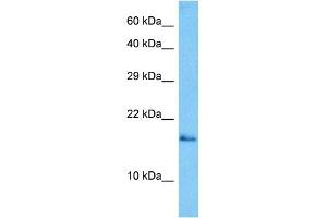 Western Blotting (WB) image for anti-GABA(A) Receptor-Associated Protein (GABARAP) (N-Term) antibody (ABIN2784489)