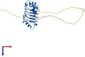 PHAP1 Protein (AA 1-247) (His tag)