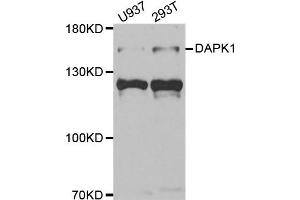 Western blot analysis of extracts of U937 and 293T cell lines, using DAPK1 antibody. (DAP Kinase 1 Antikörper)