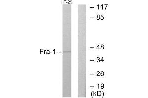 Western Blotting (WB) image for anti-FOS-Like Antigen 1 (FOSL1) (Internal Region) antibody (ABIN1849180) (FOSL1 Antikörper  (Internal Region))