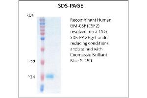SDS-PAGE (SDS) image for Colony Stimulating Factor 2 (Granulocyte-Macrophage) (CSF2) (Active) protein (ABIN5509314)