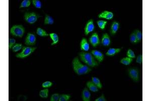 Immunofluorescence staining of Hela cells with ABIN7169980 at 1:100, counter-stained with DAPI.