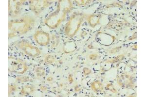 Immunohistochemistry of paraffin-embedded human kidney tissue using ABIN7151168 at dilution of 1:100 (RNF183 Antikörper  (AA 1-161))