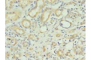 Immunohistochemistry of paraffin-embedded human kidney tissue using ABIN7151168 at dilution of 1:100