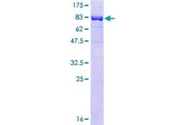 MKNK1 Protein (AA 1-465) (GST tag)