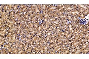 Detection of PLA2G2D in Mouse Kidney Tissue using Polyclonal Antibody to Phospholipase A2, Group IID (PLA2G2D)