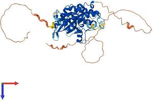 STK17A Protein (AA 1-414) (His tag)