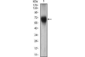 Western blot analysis using FUT4 mouse mAb against Jurkat cell lysate.