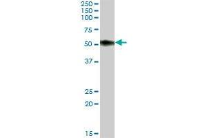 SLAMF6 MaxPab polyclonal antibody. (SLAMF6 Antikörper  (AA 1-271))