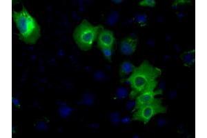 Anti-PRKAR2A mouse monoclonal antibody (ABIN2453506) immunofluorescent staining of COS7 cells transiently transfected by pCMV6-ENTRY PRKAR2A (RC220376). (PRKAR2A Antikörper)