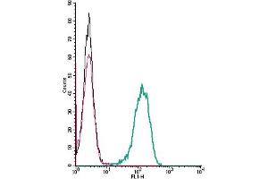 anti-Frizzled Family Receptor 2 (FZD2) (AA 192-205), (Extracellular) antibody