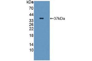 Figure. (GBP4 Antikörper  (AA 1-292))