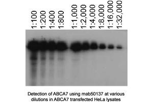 Image no. 1 for anti-ATP-Binding Cassette, Sub-Family A (ABC1), Member 7 (ABCA7) antibody (ABIN363291) (ABCA7 Antikörper)